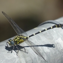 Hemigomphus heteroclytus (Stout Vicetail) at Cotter Reserve - 30 Nov 2017 by roymcd