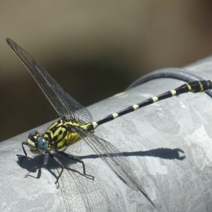 Hemigomphus heteroclytus at Uriarra Village, ACT - 30 Nov 2017