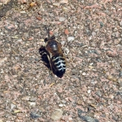 Bembix sp. (genus) (Unidentified Bembix sand wasp) at Acton, ACT - 30 Nov 2017 by RodDeb