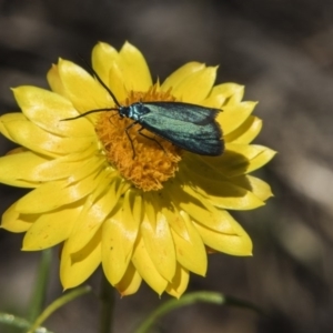 Pollanisus viridipulverulenta at Hawker, ACT - 20 Nov 2017 11:10 AM