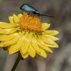 Pollanisus viridipulverulenta at Hawker, ACT - 20 Nov 2017