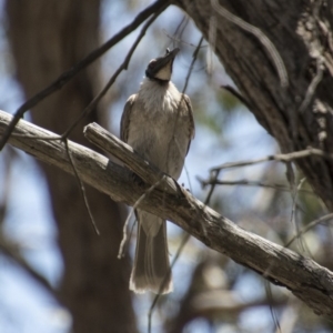 Philemon corniculatus at Hawker, ACT - 20 Nov 2017 11:46 AM