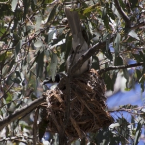 Philemon corniculatus at Hawker, ACT - 20 Nov 2017 11:46 AM