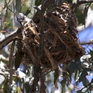 Philemon corniculatus at Hawker, ACT - 20 Nov 2017 11:46 AM