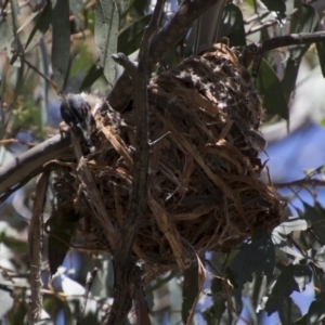 Philemon corniculatus at Hawker, ACT - 20 Nov 2017 11:46 AM