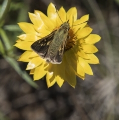 Trapezites luteus (Yellow Ochre, Rare White-spot Skipper) at Hawker, ACT - 20 Nov 2017 by AlisonMilton