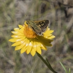 Trapezites luteus at Hawker, ACT - 20 Nov 2017 12:13 PM