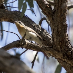 Myiagra rubecula at Hawker, ACT - 20 Nov 2017