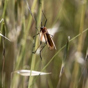 Harpobittacus australis at Dunlop, ACT - 20 Nov 2017