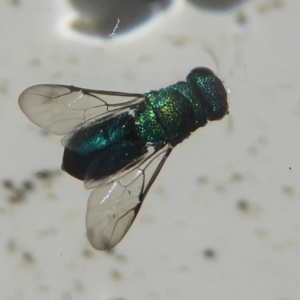 Primeuchroeus sp. (genus) at Flynn, ACT - 1 Dec 2017