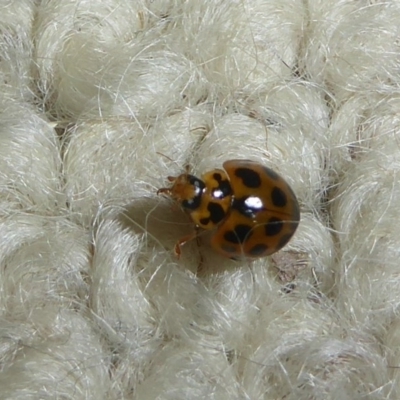 Harmonia conformis (Common Spotted Ladybird) at Flynn, ACT - 30 Nov 2017 by Christine