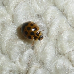 Harmonia conformis at Flynn, ACT - 1 Dec 2017