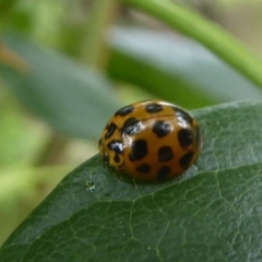 Harmonia conformis at Flynn, ACT - 1 Dec 2017