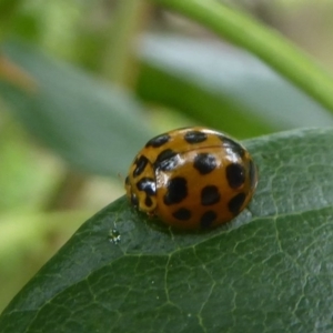 Harmonia conformis at Flynn, ACT - 1 Dec 2017