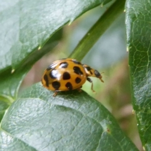 Harmonia conformis at Flynn, ACT - 1 Dec 2017