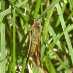 Ocybadistes walkeri (Green Grass-dart) at Flynn, ACT - 30 Nov 2017 by Christine