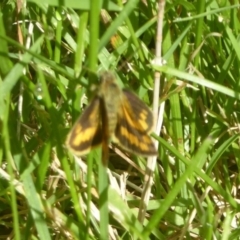 Ocybadistes walkeri at Flynn, ACT - 1 Dec 2017 12:00 AM