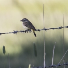 Acanthiza chrysorrhoa (Yellow-rumped Thornbill) at Belconnen, ACT - 20 Nov 2017 by AlisonMilton