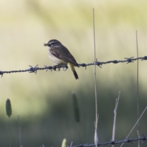 Acanthiza chrysorrhoa at Belconnen, ACT - 20 Nov 2017