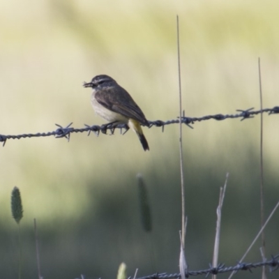 Acanthiza chrysorrhoa (Yellow-rumped Thornbill) at Belconnen, ACT - 20 Nov 2017 by AlisonMilton