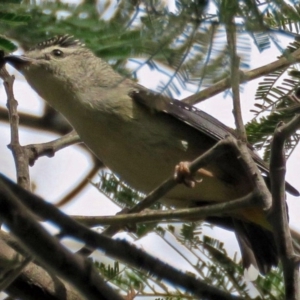 Pardalotus punctatus at Paddys River, ACT - 21 Oct 2016