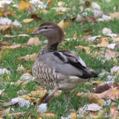 Chenonetta jubata (Australian Wood Duck) at Uriarra Village, ACT - 6 May 2016 by RodDeb