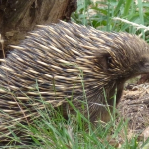 Tachyglossus aculeatus at Nanima, NSW - 9 Dec 2011 12:00 AM