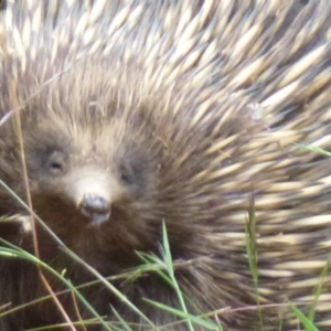 Tachyglossus aculeatus at Nanima, NSW - 9 Dec 2011 12:00 AM