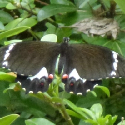 Papilio aegeus (Orchard Swallowtail, Large Citrus Butterfly) at Nanima, NSW - 8 Dec 2011 by Christine