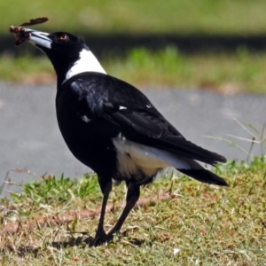 Gymnorhina tibicen at Paddys River, ACT - 22 Nov 2017