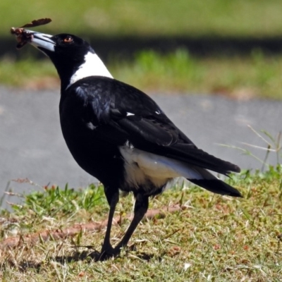 Gymnorhina tibicen (Australian Magpie) at Tidbinbilla Nature Reserve - 22 Nov 2017 by RodDeb