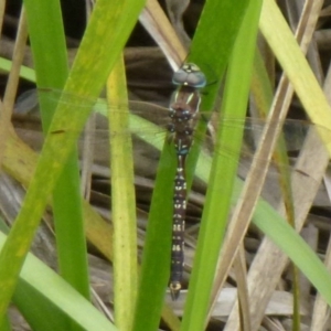 Adversaeschna brevistyla at Canberra Central, ACT - 14 Dec 2011