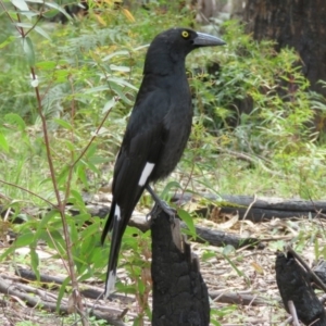 Strepera graculina at Paddys River, ACT - 21 Oct 2016