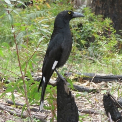 Strepera graculina (Pied Currawong) at Paddys River, ACT - 21 Oct 2016 by RodDeb