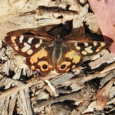 Argynnina cyrila (Forest Brown, Cyril's Brown) at Tennent, ACT - 1 Dec 2017 by JohnBundock