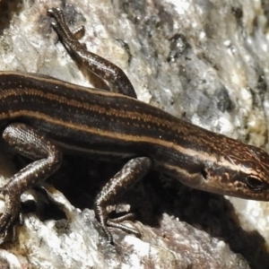 Pseudemoia spenceri at Tennent, ACT - 1 Dec 2017