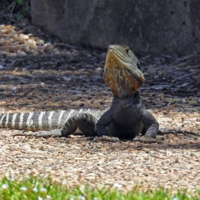 Intellagama lesueurii howittii (Gippsland Water Dragon) at Acton, ACT - 30 Nov 2017 by RodDeb