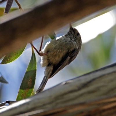 Acanthiza pusilla (Brown Thornbill) at ANBG - 29 Nov 2017 by RodDeb