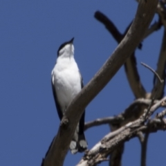 Lalage tricolor (White-winged Triller) at Mount Ainslie - 20 Nov 2017 by AlisonMilton