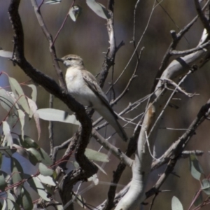 Lalage tricolor at Majura, ACT - 21 Nov 2017 07:41 AM