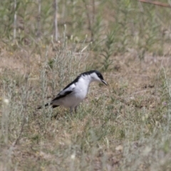 Lalage tricolor at Majura, ACT - 21 Nov 2017