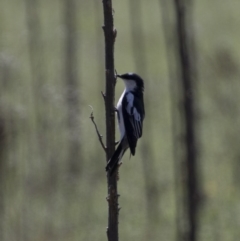 Lalage tricolor at Majura, ACT - 21 Nov 2017 07:41 AM