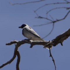 Coracina novaehollandiae (Black-faced Cuckooshrike) at Majura, ACT - 21 Nov 2017 by AlisonMilton