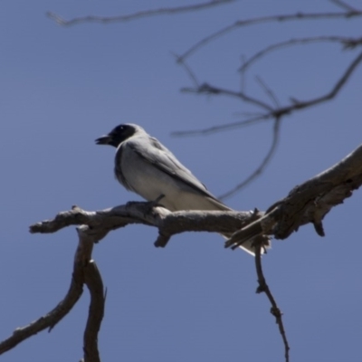 Coracina novaehollandiae (Black-faced Cuckooshrike) at Mount Ainslie - 20 Nov 2017 by AlisonMilton