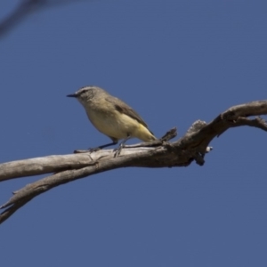 Acanthiza chrysorrhoa at Majura, ACT - 21 Nov 2017