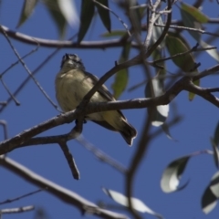 Acanthiza chrysorrhoa at Majura, ACT - 21 Nov 2017 08:03 AM