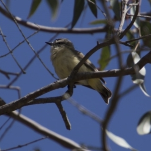 Acanthiza chrysorrhoa at Majura, ACT - 21 Nov 2017 08:03 AM