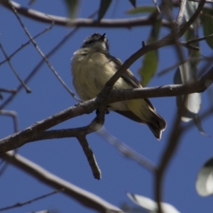 Acanthiza chrysorrhoa at Majura, ACT - 21 Nov 2017