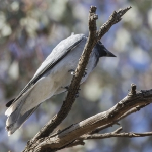 Coracina novaehollandiae at Majura, ACT - 22 Nov 2017 07:03 AM