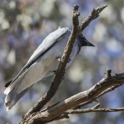 Coracina novaehollandiae (Black-faced Cuckooshrike) at Mount Ainslie - 21 Nov 2017 by AlisonMilton